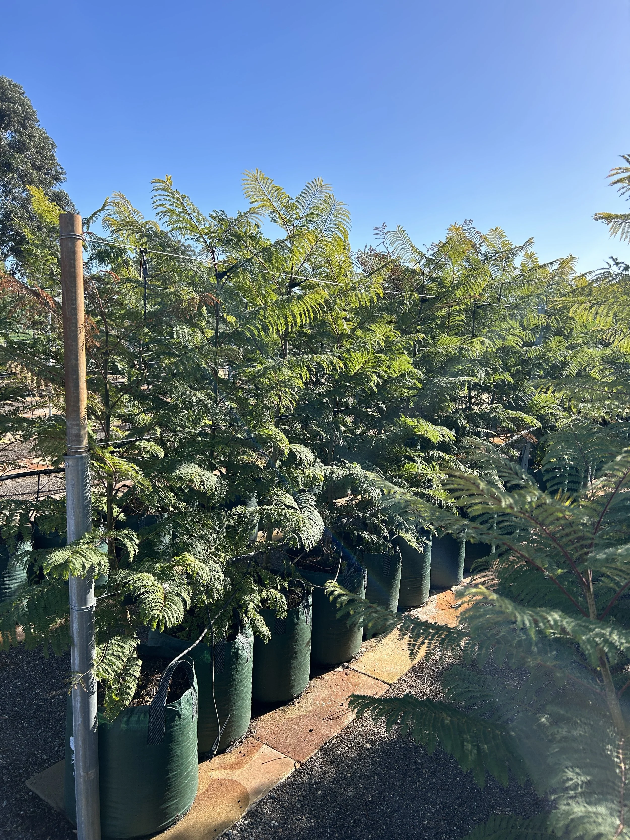 Jacaranda mimosaefolia, Purple Jacaranda — Ellenby